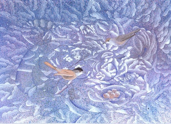 Blackcaps at nest