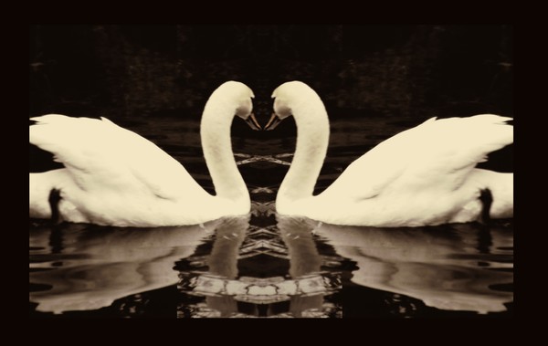 Swan-song