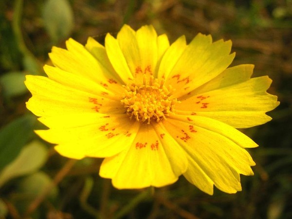 Yellow explosion !!!