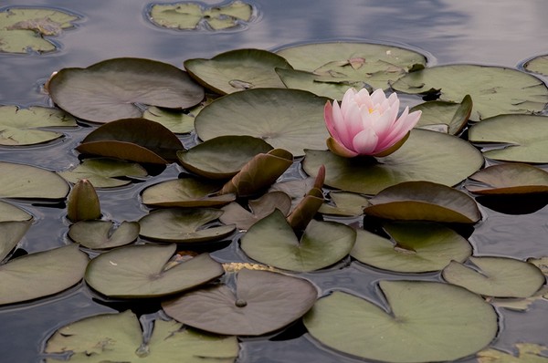 Water Lilly Rain dance