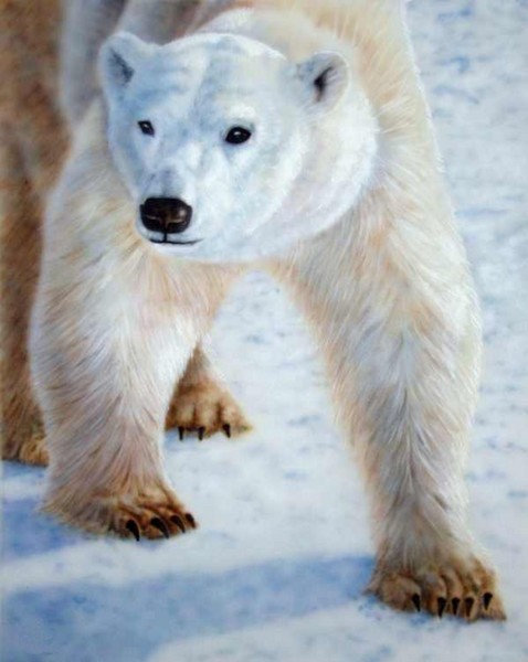 Polar Bear