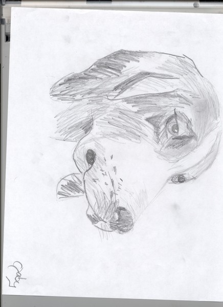 my dog