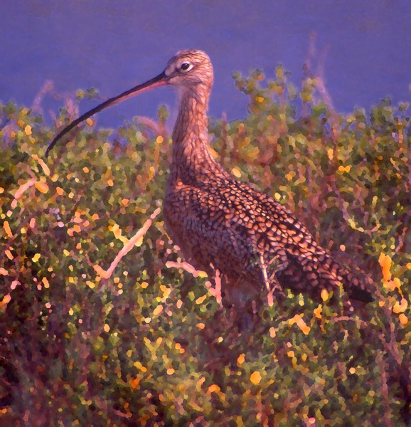 long-billed curlew