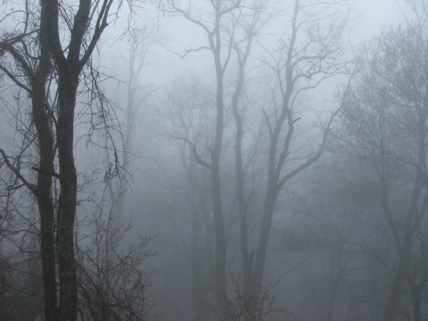 Carolina Fog