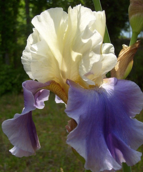 Blooms of Summer,  Iris