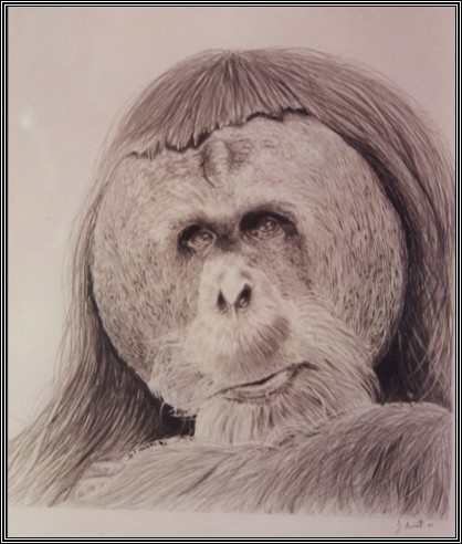 Orangutang