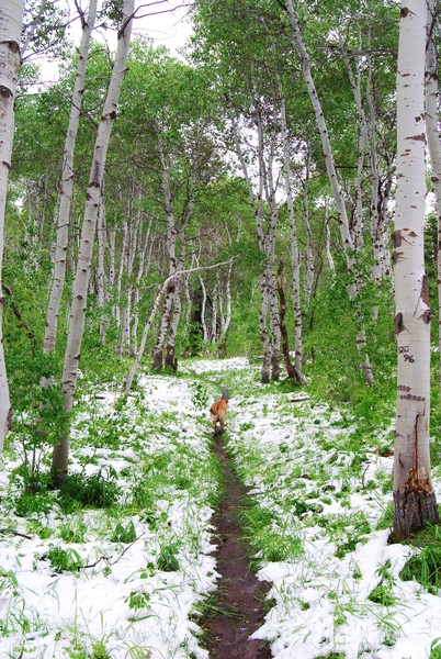 Into the Aspens