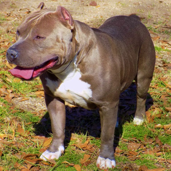 Grand champion Bully dog ( Terra )