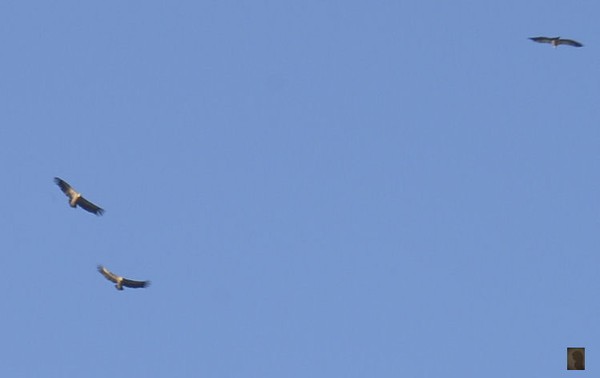 vultures ...