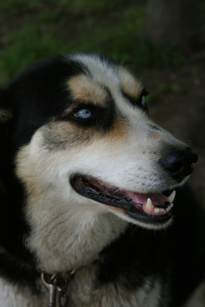 dog smiling