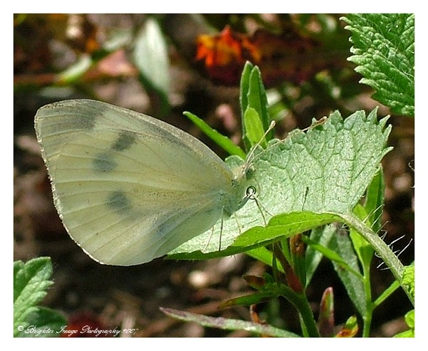 The Elusive Butterfly