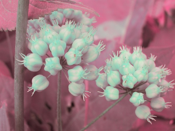Blues of the fruits