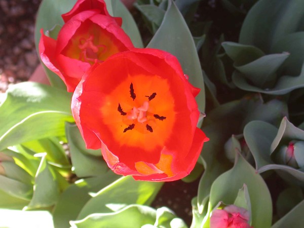 Tulip