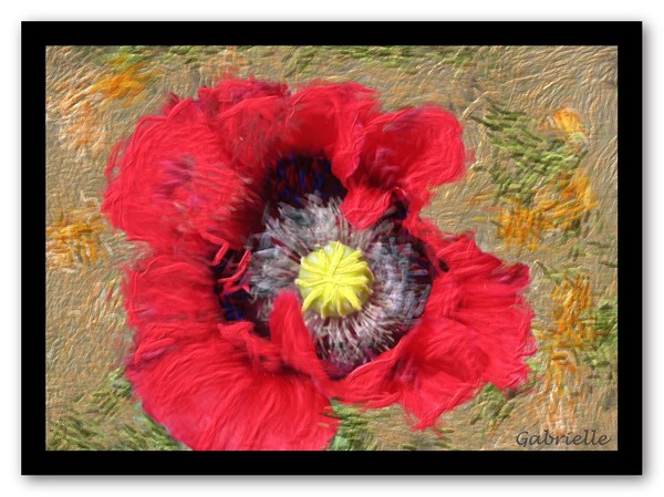 Papaver
