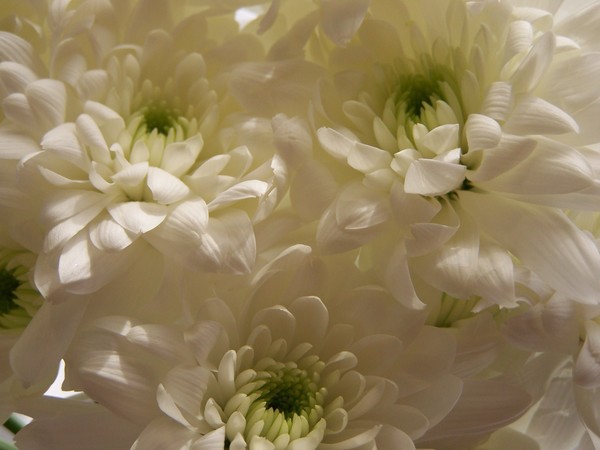 Soft White Light