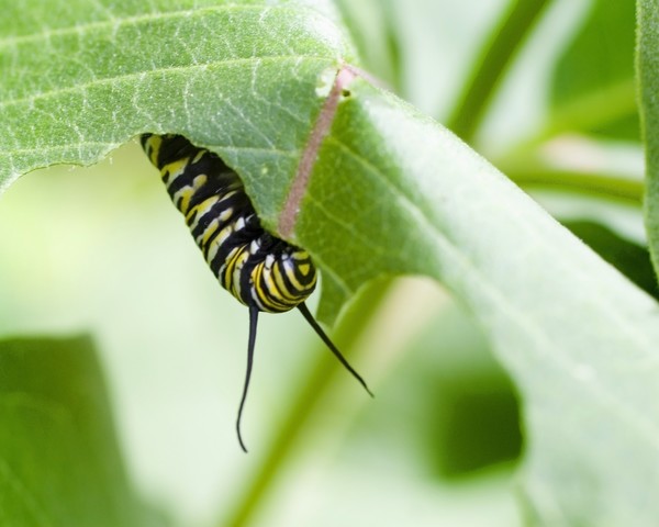 Monarch Caterpillar