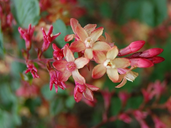 Fabulous blossom