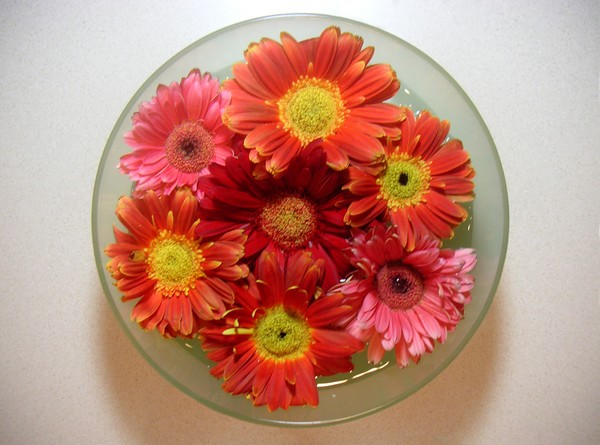 Daisies - From Above