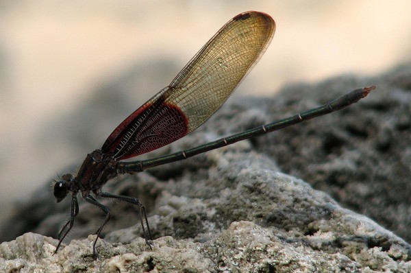 Damselfly