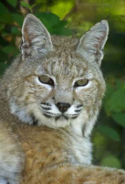 Bobcat III
