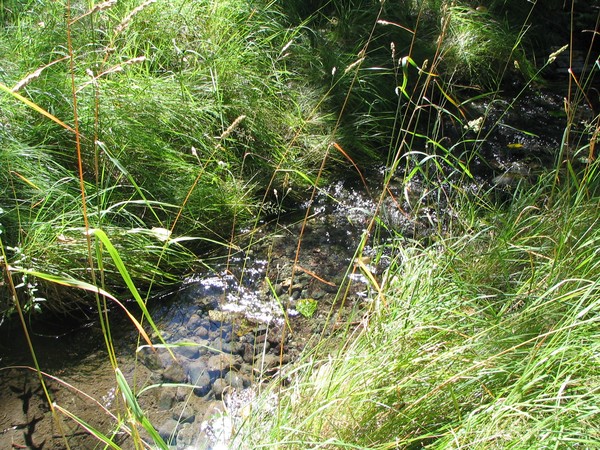 Stream