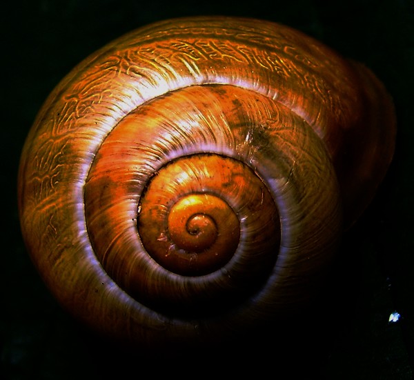 Coffee-Colored Snail Shell