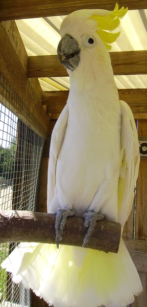 Pretty Bird