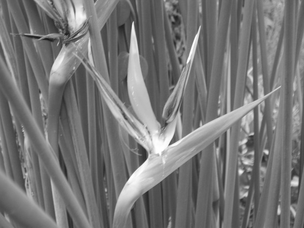 Bird of Paradise