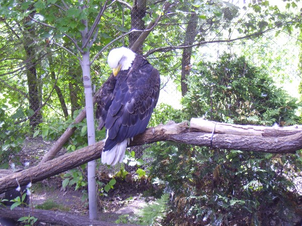 Bald Eagle