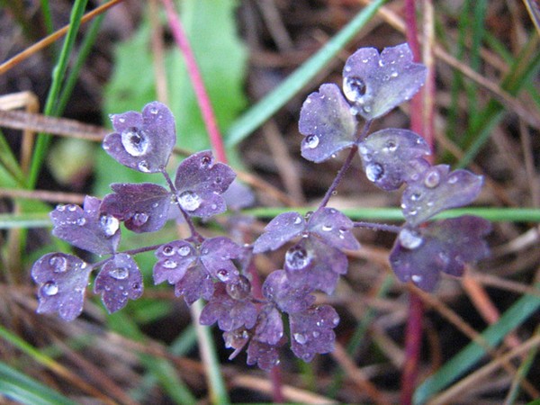 After the Rain