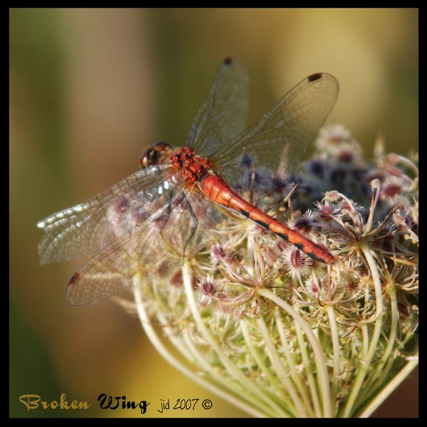 Broken Wing