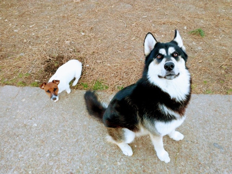 Wolfdog and the Jack Russell shorty