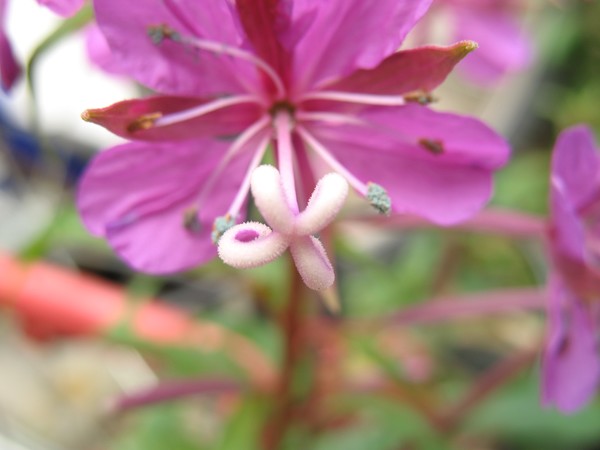 Garden flower