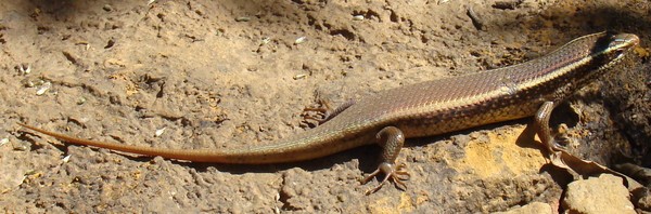 Skink!!!