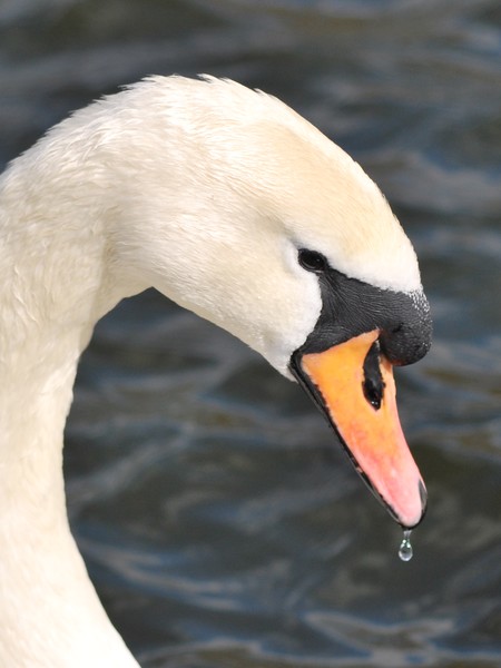 Swan's Tear