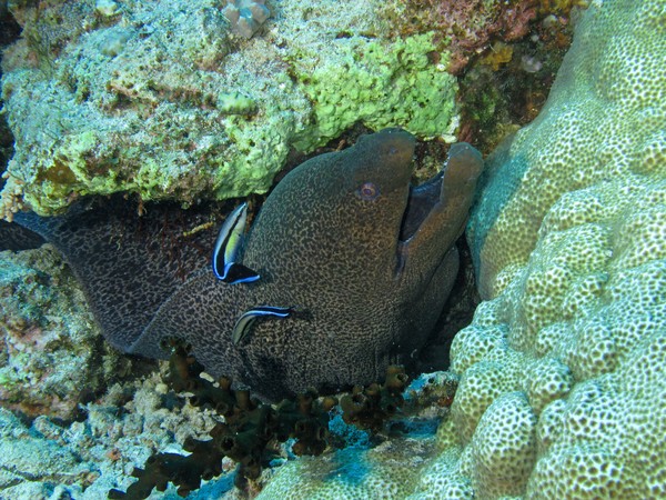 Moray Eel 4552
