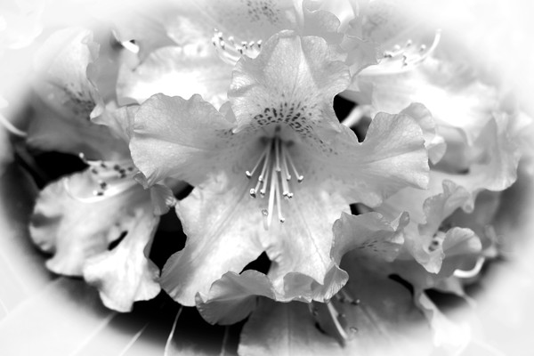 White Lady