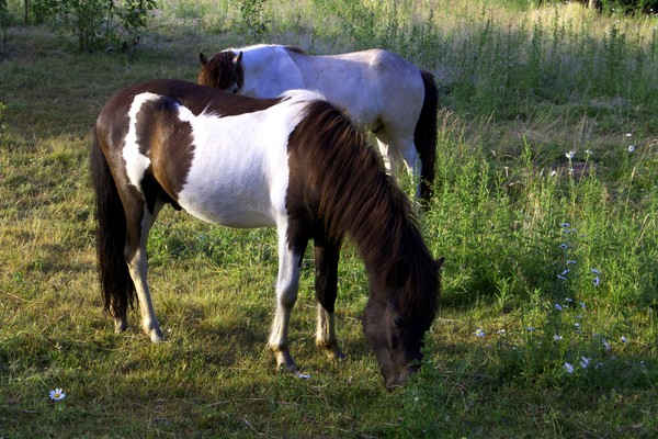 Icelandic Ponies-1876