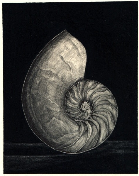 Nautilus
