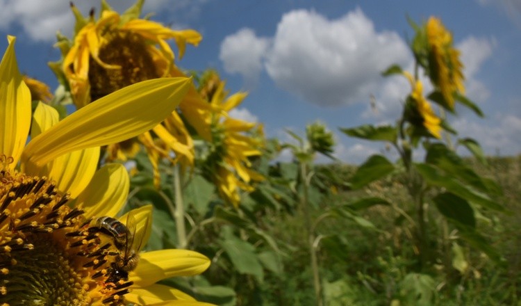 Tournesol