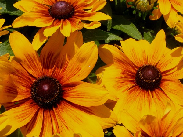 Yellow_Delight_3