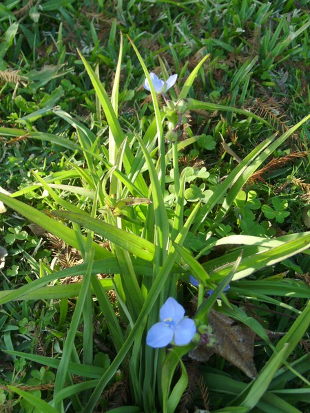 Spider Wort