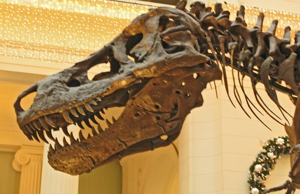 SUE IN FIELD MUSEUM