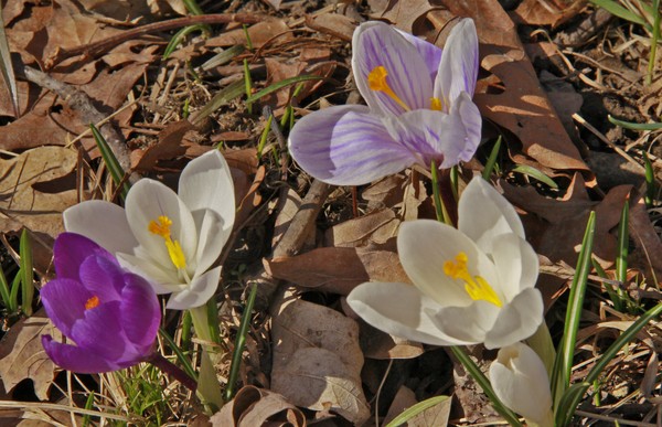 CROCUS 2&4