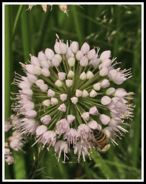 SPINEY BLOSSOM