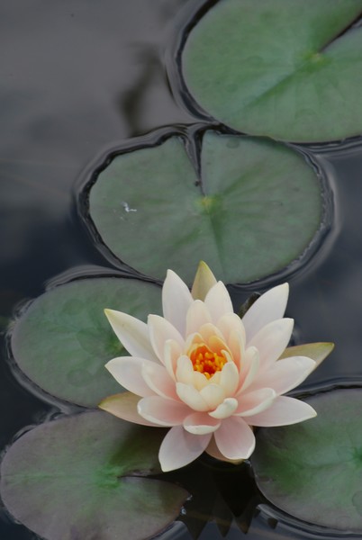 Water Lily