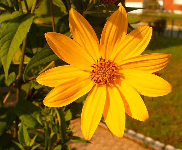 A Little Bit Of Sunshine