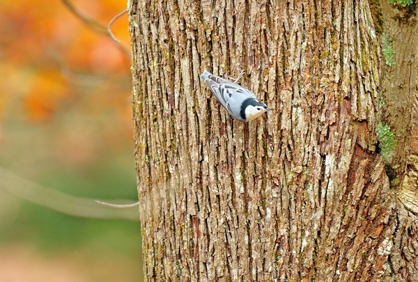 White-breasted Nuthatch