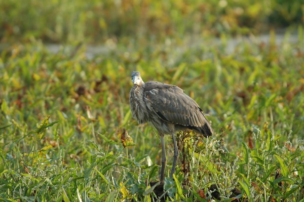 Blue Heron # 3