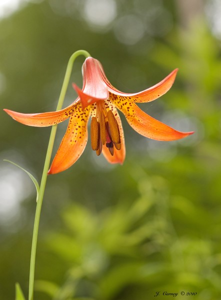 Canada Lily